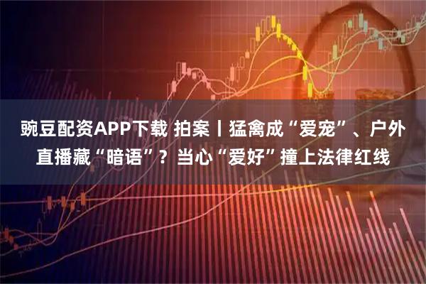 豌豆配资APP下载 拍案丨猛禽成“爱宠”、户外直播藏“暗语”？当心“爱好”撞上法律红线